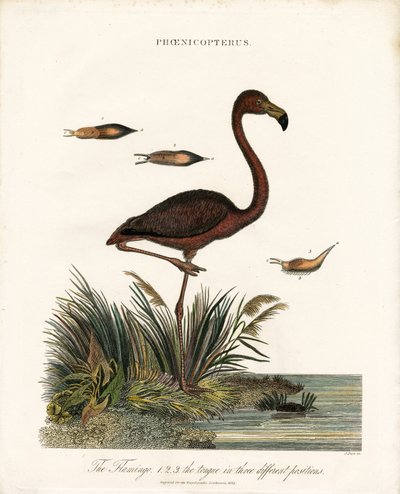 Flamingo od John Pass