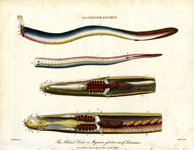 Gastrobranchus - Slepá ryba nebo Hagfish od John Pass