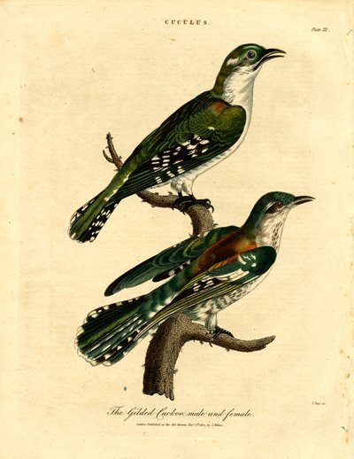 Pozlacená kukačka samec a samice od John Pass