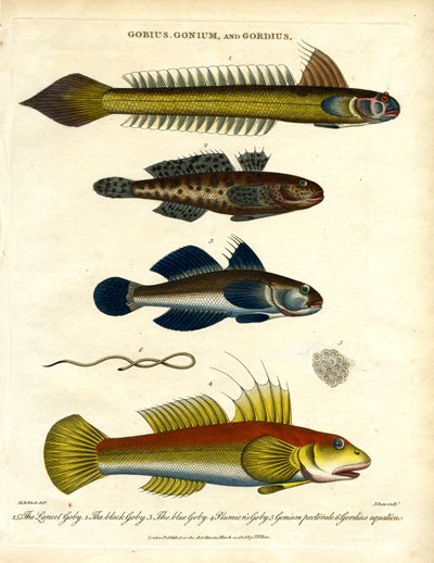Gobius; Gonium a Gordius: Gobies and Hairworm od John Pass