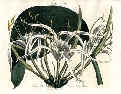 Great West Indies Pancratium (Indian Pancratium) od John Pass