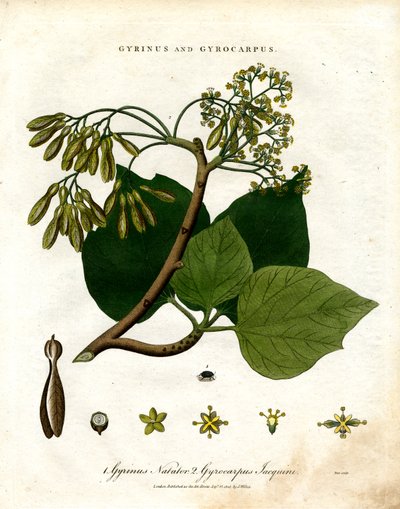 Gyrinus a Gyrocarpus od John Pass