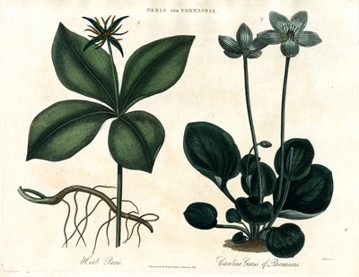 Herb Paris a Grass of Parnassus od John Pass