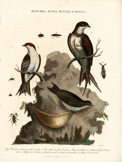 Hirundo;Hispa;Hister  Hortia: Vlaštovky a brouci od John Pass