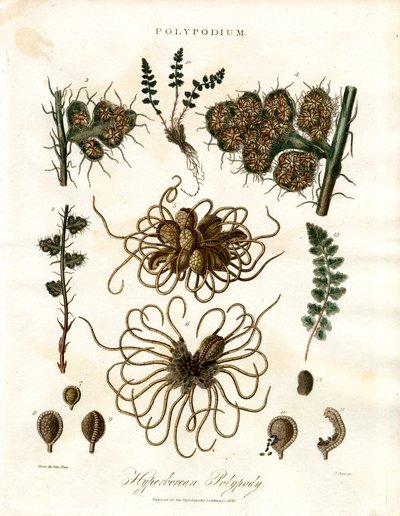 Hyperborean Polypody - Kapradiny rodu Polypodium od John Pass