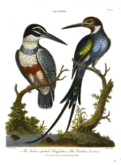 Zimolezové (Alcedo): Zimolez indický a žako rajský (Alcedo) od John Pass