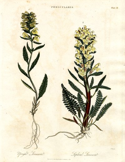 Lousewort Druh od John Pass