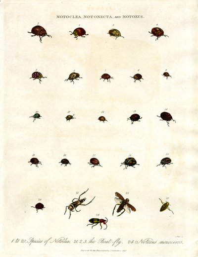 Notoclea;Notonecta;a Notoxus brouci od John Pass