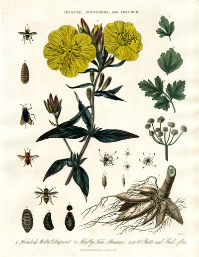 Oenanthe;Oenothera a Oestrus - vodní kapka;Večernice a bot. mušky od John Pass
