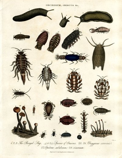 Onchidium;Oniscus a další členovci od John Pass