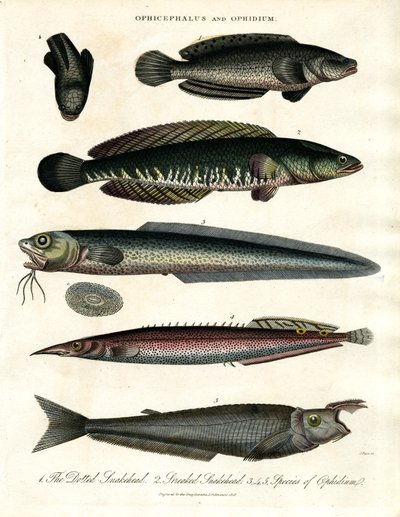 Ophicephalus a Ophidium od John Pass