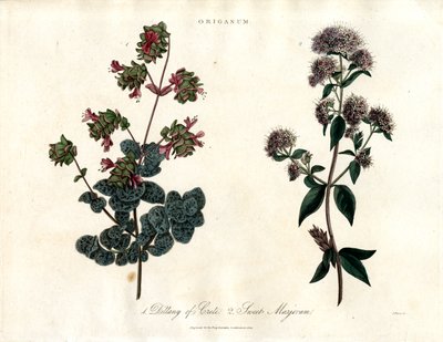 Origanum Druh: Dittany of Crete a Sweet Marjoram (Sladká majoránka) od John Pass