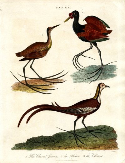 Druh Parra (Jacanas) od John Pass