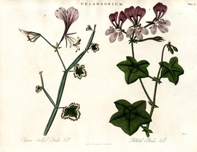 Pelargonium Species (Čapí hnízdo) od John Pass