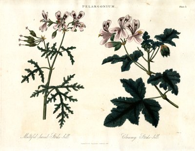 Pelargonium Druh: Čáp mnoholistý a čáp mnoholistý (Clammy Storks-bill) od John Pass