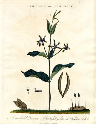 Periconia a Periploca od John Pass