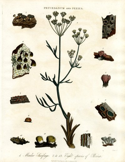Peucedanum a Peziza od John Pass