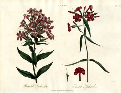 Phlox Druh od John Pass