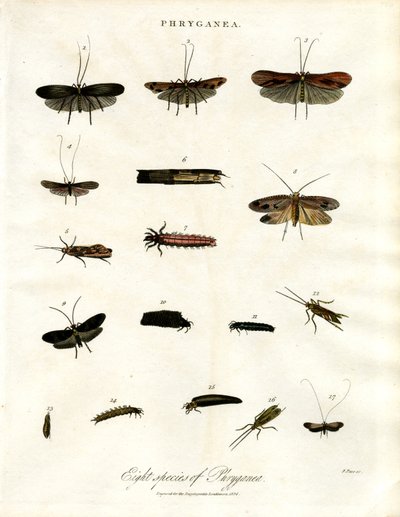 Phryganea - kadeřavky od John Pass