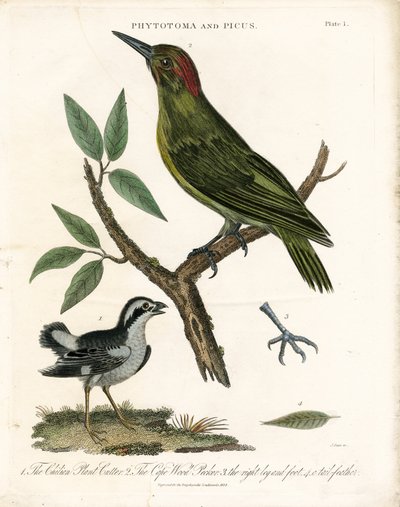 Fytotoma a datel s anatomickými detaily od John Pass