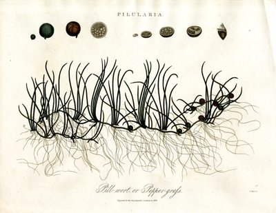 Pilularia: Pillwort nebo Peppergrass od John Pass