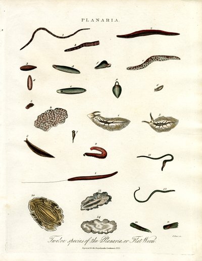 Planaria - dvanáct druhů plochých červů od John Pass