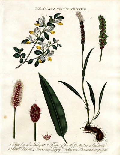 Polygala a Polygonum od John Pass