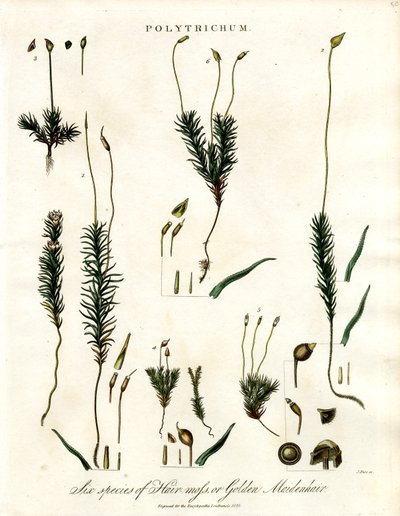 Polytrichum od John Pass