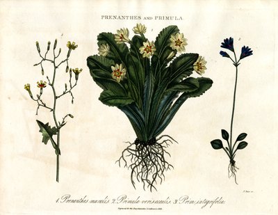 Prenanthes a Primula: Prvosenka a prvosenka celolistá od John Pass