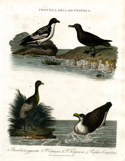 Procellaria a Psophia: Petrels and Trumpeters od John Pass