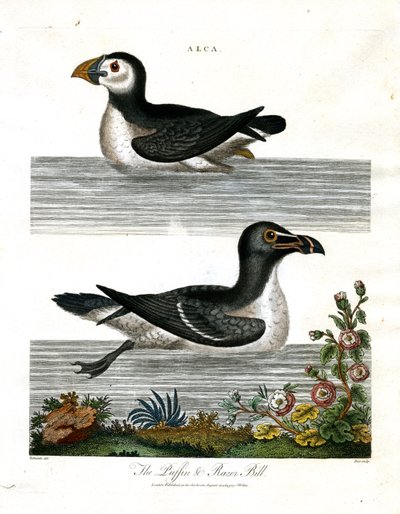 Puffin a Razor Bill (Alca) od John Pass