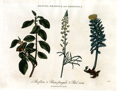 Reseda;Rhamnus a Rhodiola od John Pass