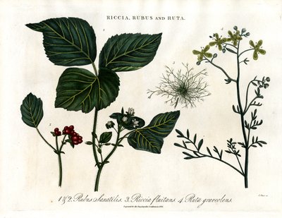 Riccia;Rubus a Ruta od John Pass
