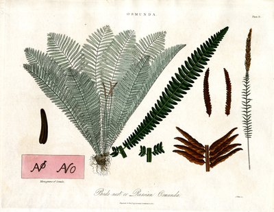 Kapradina královská (Osmunda) od John Pass