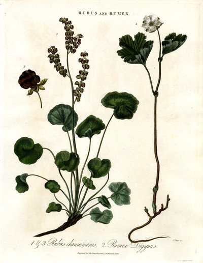 Rubus a Rumex: Mračňák a šťovík od John Pass