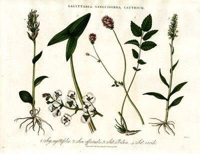 Sagittaria; Sanguisorba a Satyrium: Botanické zastoupení různých druhů rostlin od John Pass