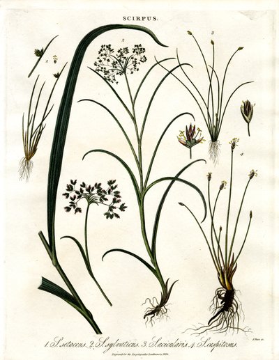 Scirpus Druh od John Pass