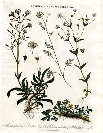 Selinum;Silene a Sibbaldia od John Pass