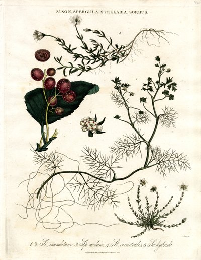 Sison;Spergula;Stellaria;Sorbus od John Pass