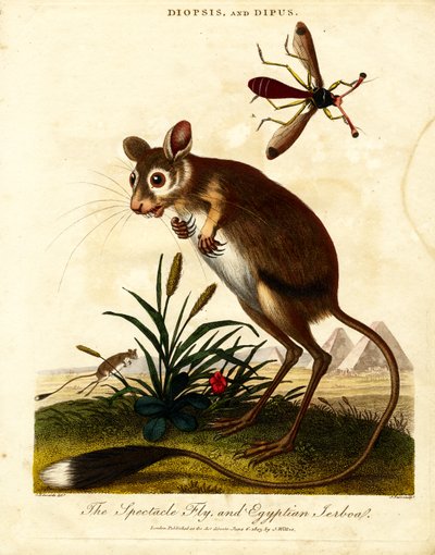 Brejlovec a egyptský Jerboa od John Pass