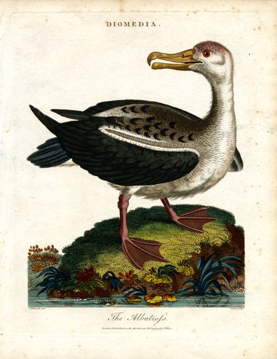 Albatros od John Pass