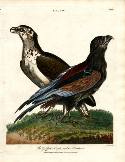 Orel Griffard a lodník od John Pass