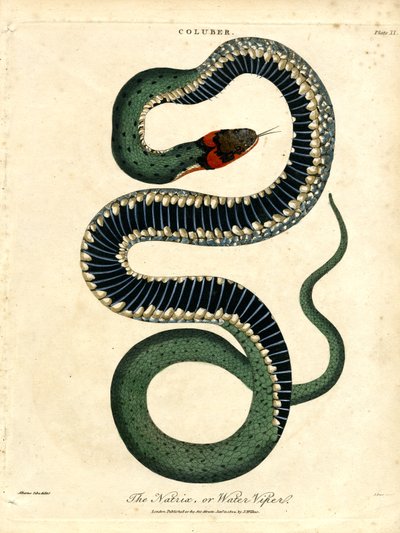 Vodní zmije (Natrix; nebo Water Viper) od John Pass
