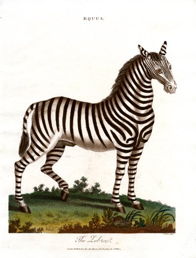 Zebra od John Pass
