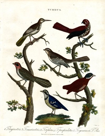 Různé druhy drozdů (Turdus) od John Pass