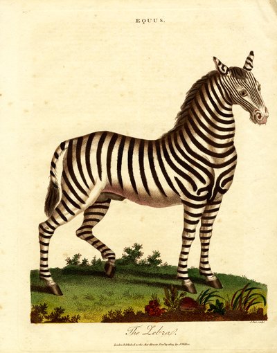 Zebra (Equus) od John Pass