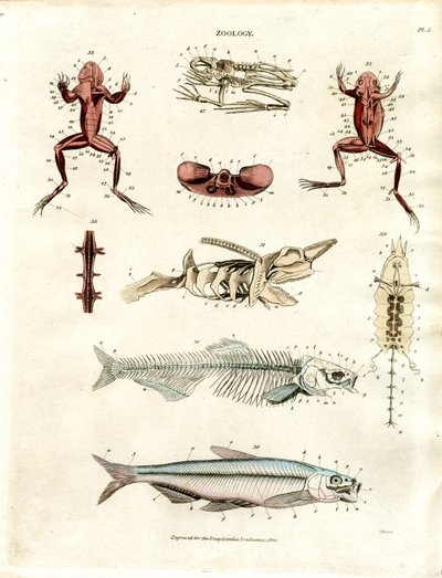 Zoologické anatomické ilustrace (tabule 5) od John Pass