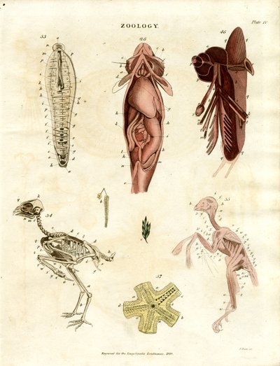 Zoologické anatomické ilustrace (deska XV) od John Pass