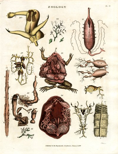 Zoologie Pl. II: Anatomické ilustrace různých živočichů a orgánů od John Pass