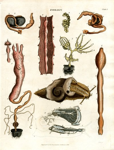 Zoologie Deska I: Anatomické ilustrace různých živočichů od John Pass
